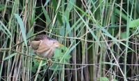 Filename=sized_4.JPG
Filesize=232KB
Dimensions=900x528
Date added=Jun 29, 2012 sized_4.JPG