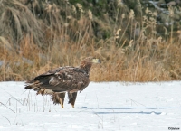 Filename=sized_6.JPG
Filesize=231KB
Dimensions=900x656
Date added=Sep 27, 2012 sized_6.JPG