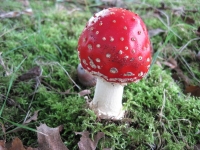 Filename=rsz_1paddestoelen_2012_054.jpg
Filesize=151KB
Dimensions=800x600
Date added=Oct 14, 2012 rsz_1paddestoelen_2012_054.jpg