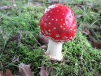 rsz_1paddestoelen_2012_054.jpg