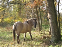 Filename=rsz_herfst_2011_2_010.jpg
Filesize=224KB
Dimensions=800x600
Date added=Jul 29, 2012 rsz_herfst_2011_2_010.jpg