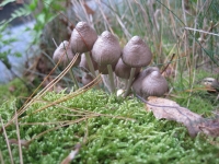 Filename=rsz_mycena_(3).jpg
Filesize=140KB
Dimensions=800x600
Date added=Aug 06, 2012 rsz_mycena_(3).jpg