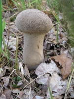 Filename=rsz_paddestoelen_2012_094.jpg
Filesize=102KB
Dimensions=450x600
Date added=Oct 07, 2012 rsz_paddestoelen_2012_094.jpg