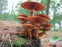 Filename=rsz_paddestoelen_2_075.jpg
Filesize=154KB
Dimensions=800x600
Date added=Oct 08, 2012 rsz_paddestoelen_2_075.jpg