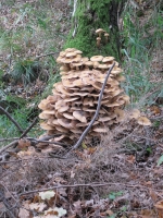 Filename=rsz_paddestoelen_2_184.jpg
Filesize=140KB
Dimensions=450x600
Date added=Oct 08, 2012 rsz_paddestoelen_2_184.jpg