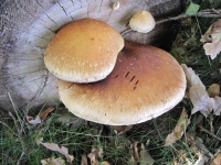 Filename=rsz_paddestoelen_4_092.jpg
Filesize=171KB
Dimensions=800x600
Date added=Oct 15, 2012 rsz_paddestoelen_4_092.jpg