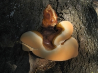 Filename=rsz_zwam_024.jpg
Filesize=129KB
Dimensions=800x600
Date added=Aug 15, 2012 rsz_zwam_024.jpg