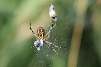 Filename=♀ TIJGER- of WESPSPIN (Argiope bruennichi).jpg
Filesize=297KB
Dimensions=1100x733
Date added=Sep 08, 2012 ♀ TIJGER- of WESPSPIN (Argiope bruennichi).jpg