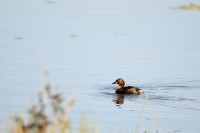 ♂ DODAARS (Tachybaptus-ruficollus).jpg