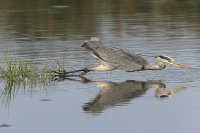 BLAUWE-REIGER (Ardea cinerea) 1-_.jpg