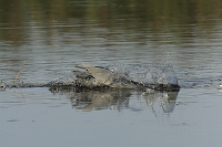 BLAUWE-REIGER (Ardea cinerea).jpg