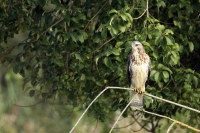 EUROPESE BUIZERD (Buteo buteo).jpg