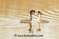 Filename=FUUT-(Podiceps-cristatus)-20140412_0059NP.jpg
Filesize=263KB
Dimensions=1000x667
Date added=Apr 14, 2014 FUUT-(Podiceps-cristatus)-20140412_0059NP.jpg