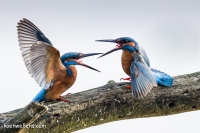 IJSVOGEL (Alcedo atthis) 20141129_0056.jpg