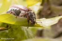 Filename=MEIKEVER (Melolontha melolontha) 20150508_021.jpg
Filesize=217KB
Dimensions=1100x733
Date added=May 09, 2015 MEIKEVER (Melolontha melolontha) 20150508_021.jpg