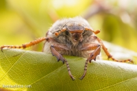 Filename=MEIKEVER (Melolontha melolontha) 20150508_033.jpg
Filesize=279KB
Dimensions=1100x733
Date added=May 09, 2015 MEIKEVER (Melolontha melolontha) 20150508_033.jpg