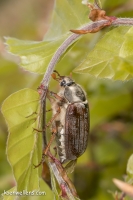 Filename=MEIKEVER (Melolontha melolontha) 20150508_060.jpg
Filesize=278KB
Dimensions=733x1100
Date added=May 09, 2015 MEIKEVER (Melolontha melolontha) 20150508_060.jpg