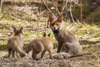 MOERVOS met kroost  (Vulpes vulpes) 20150412_031.jpg