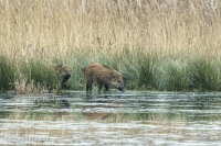 OVERLOPERS WILD ZWIJN (Sus scrofa)20150105_104.jpg