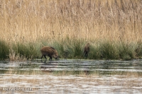 OVERLOPERS WILD ZWIJN (Sus scrofa)20150105_107.jpg