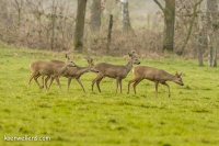 Filename=REE (Capreolus capreolus) _20150208_040.jpg
Filesize=238KB
Dimensions=1000x667
Date added=Feb 09, 2015 REE (Capreolus capreolus) _20150208_040.jpg