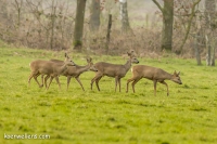 REE (Capreolus capreolus) _20150208_040.jpg