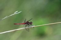 Filename=STEENRODE-HEIDELIBEL---(Sympetrum-vulgatum-L.jpg
Filesize=285KB
Dimensions=1100x733
Date added=Aug 29, 2012 STEENRODE-HEIDELIBEL---(Sympetrum-vulgatum-L.jpg