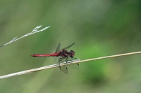 STEENRODE-HEIDELIBEL---(Sympetrum-vulgatum-L.jpg