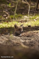 Filename=VOSJE (Vulpes vulpes) 20150412_004.jpg
Filesize=216KB
Dimensions=733x1100
Date added=May 06, 2015 VOSJE (Vulpes vulpes) 20150412_004.jpg