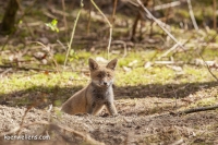 Filename=VOSJE (Vulpes vulpes) 20150412_009.jpg
Filesize=273KB
Dimensions=1100x733
Date added=May 06, 2015 VOSJE (Vulpes vulpes) 20150412_009.jpg
