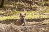 VOSJE (Vulpes vulpes) 20150412_009.jpg