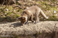 VOSJE (Vulpes vulpes) 20150412_046.jpg