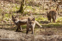 Filename=VOSJE (Vulpes vulpes) 20150412_060.jpg
Filesize=241KB
Dimensions=1100x733
Date added=May 06, 2015 VOSJE (Vulpes vulpes) 20150412_060.jpg