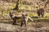 VOSJE (Vulpes vulpes) 20150412_060.jpg