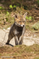 VOSJE (Vulpes vulpes) 20150423_010.jpg