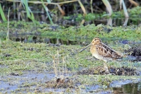 Filename=WATERSNIP-(Gallinago-gallinago).jpg
Filesize=294KB
Dimensions=1050x700
Date added=Aug 29, 2012 WATERSNIP-(Gallinago-gallinago).jpg