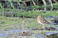 WATERSNIP-(Gallinago-gallinago).jpg