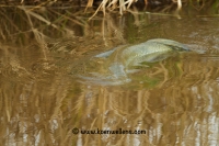 Filename=snoek-(Esox-lucius)-20140323_0009.jpg
Filesize=275KB
Dimensions=1000x667
Date added=Mar 24, 2014 snoek-(Esox-lucius)-20140323_0009.jpg