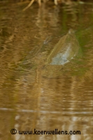 Filename=snoek-(Esox-lucius)-20140323_0014.jpg
Filesize=272KB
Dimensions=667x1000
Date added=Mar 24, 2014 snoek-(Esox-lucius)-20140323_0014.jpg