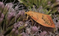 Filename=2015 Vlinder J57A7663 1.jpg
Filesize=236KB
Dimensions=1100x687
Date added=Aug 26, 2015 2015 Vlinder J57A7663 1.jpg
