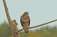 Buizerd bree.jpg