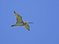 Filename=Grutto 1.jpg
Filesize=222KB
Dimensions=1100x821
Date added=Jul 05, 2015 Grutto 1.jpg