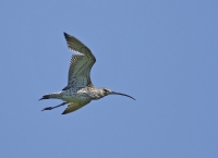 Filename=Grutto 2.jpg
Filesize=163KB
Dimensions=1100x800
Date added=Jul 05, 2015 Grutto 2.jpg