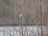 Filename=Klapekster1.jpg
Filesize=279KB
Dimensions=1100x824
Date added=Jan 06, 2015 Klapekster1.jpg