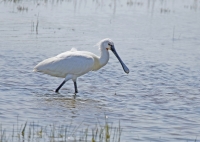 Filename=Lepelaar 3.jpg
Filesize=297KB
Dimensions=1100x782
Date added=Jul 05, 2015 Lepelaar 3.jpg