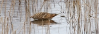 Filename=Roerd 2-2.jpg
Filesize=231KB
Dimensions=1100x380
Date added=Mar 05, 2015 Roerd 2-2.jpg