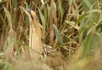 Filename=Roerdomp1.jpg
Filesize=290KB
Dimensions=1050x732
Date added=Sep 24, 2015 Roerdomp1.jpg