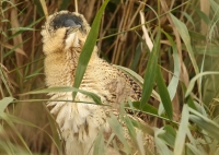 Filename=Roerdomp2.jpg
Filesize=299KB
Dimensions=1080x767
Date added=Sep 24, 2015 Roerdomp2.jpg