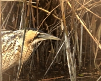 Filename=Roerdomp_2375_1.jpg
Filesize=295KB
Dimensions=850x683
Date added=Jan 01, 2016 Roerdomp_2375_1.jpg