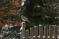 Filename=Sperwer.jpg
Filesize=260KB
Dimensions=1100x733
Date added=Dec 27, 2014 Sperwer.jpg